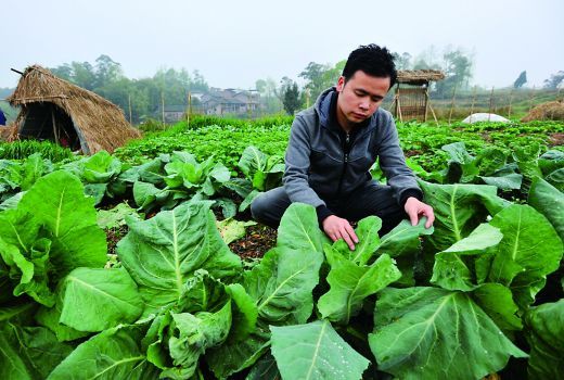 李文强在农场内查看蔬菜的生长情况。重庆晨报记者 甘侠义 摄 李文强在农场内查看蔬菜的生长情况。重庆晨报记者 甘侠义 摄